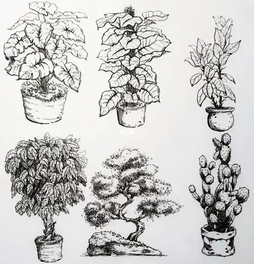 植物组合写生景观手绘