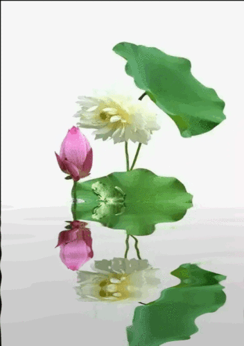 505_717竖版 竖屏gif 动态图 动图