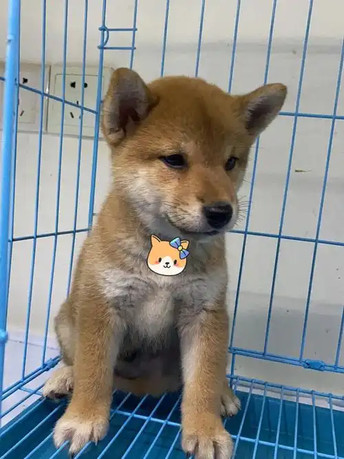 1500买回来的柴犬弟弟