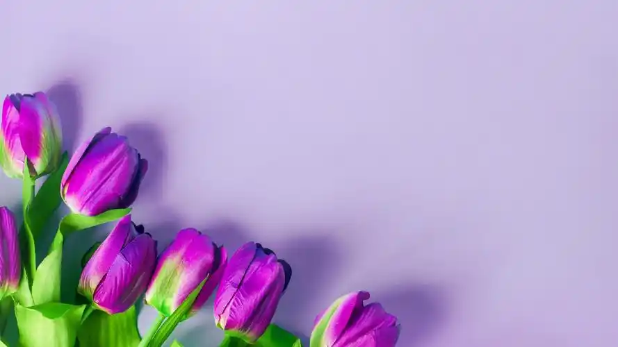 紫色的郁金香,花,浅粉色背景 iphone 壁纸