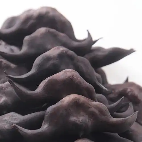 洪湖菱角新鲜5斤老菱角粉糯莲角黑棱角农家湖北特产凌角蔬菜视频