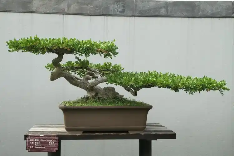 扬州盆景博物馆