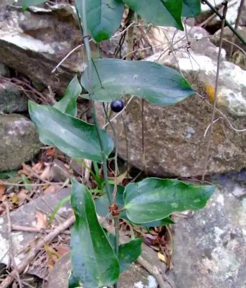 萆薢(bixie)的种类及原植物