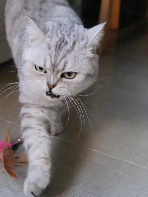 想拍它舔舌头却拍成了凶神恶煞我有罪