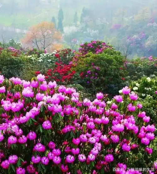 毕节百里杜鹃风景区的杜鹃花正开