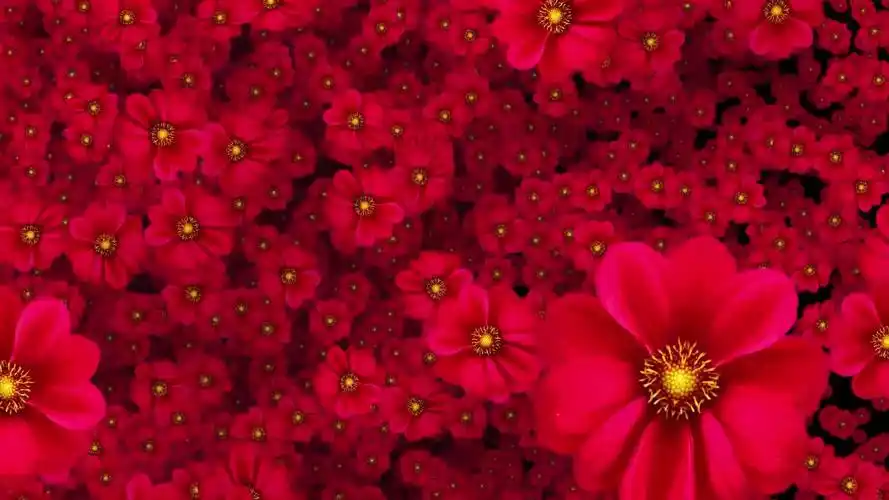 唯美花朵飞舞花满屏抒情爱情背景