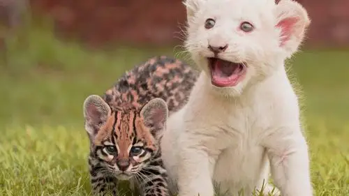 可爱桌面壁纸 萌萌的高清壁纸(6)_唯美图片