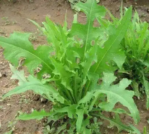 这4种野菜,是高血压的克星,对身体特别好|卷心菜|苦菜|何首乌|解毒