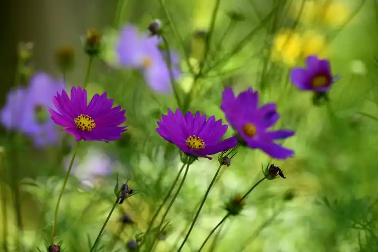 清新淡雅——格桑花