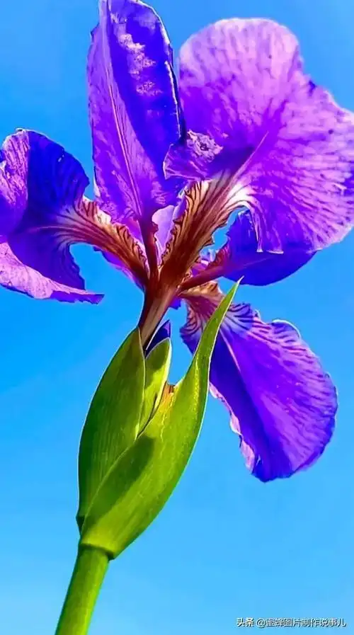 壁纸美图,群花怒放,姿态万千,幽香醉人_网易订阅