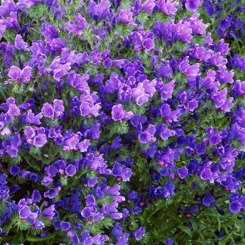 花嫁衣出售花海种子阳台庭院花草种籽 蓝蓟种子 蓝蓟花种子四季可播