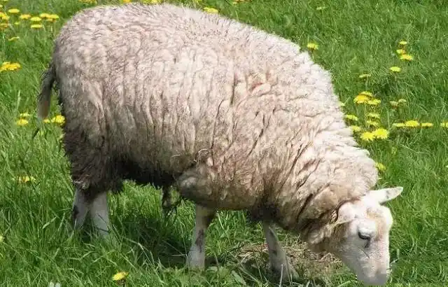 贼鸥不自量力竟然想叼起大绵羊