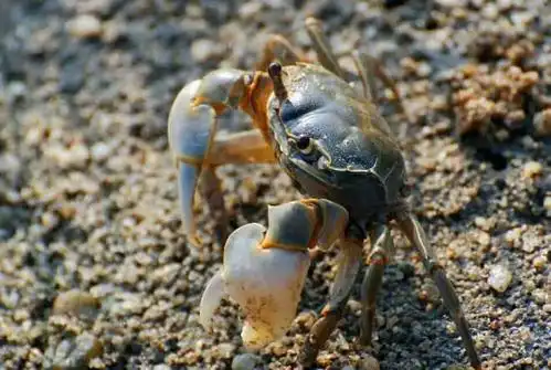 海滩涂上的小螃蟹