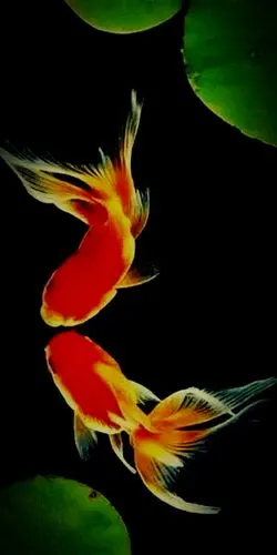 【v粉壁纸】金鱼