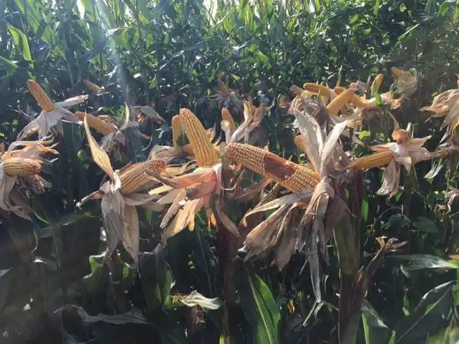 紫杆紫叶,抗性嘎嘎的