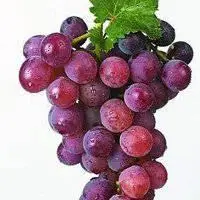 水果头像大全清新图片 小清新卡通水果头像图片【点击鼠标右键下载】