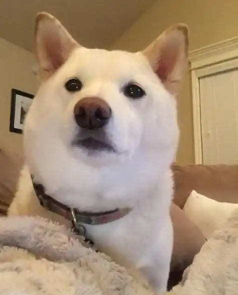 爱笑的狗运气都不会太差|这就是回家的感觉