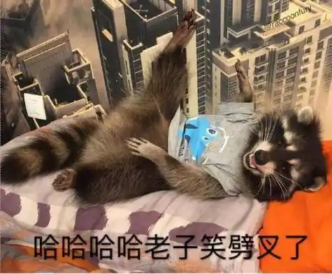 小熊猫:哈哈哈哈哈 老子笑劈叉了表情图片