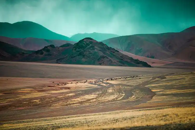 羌塘无人区羚羊野驴犹如仙间跌落人间的精灵