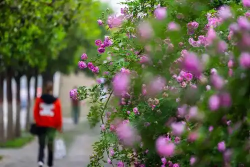 1,蔷薇花语:爱情和爱的思念