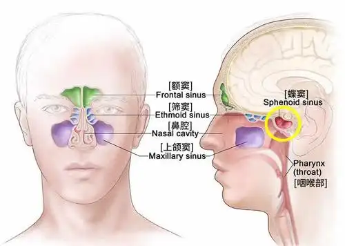 什么是头腔共鸣zt