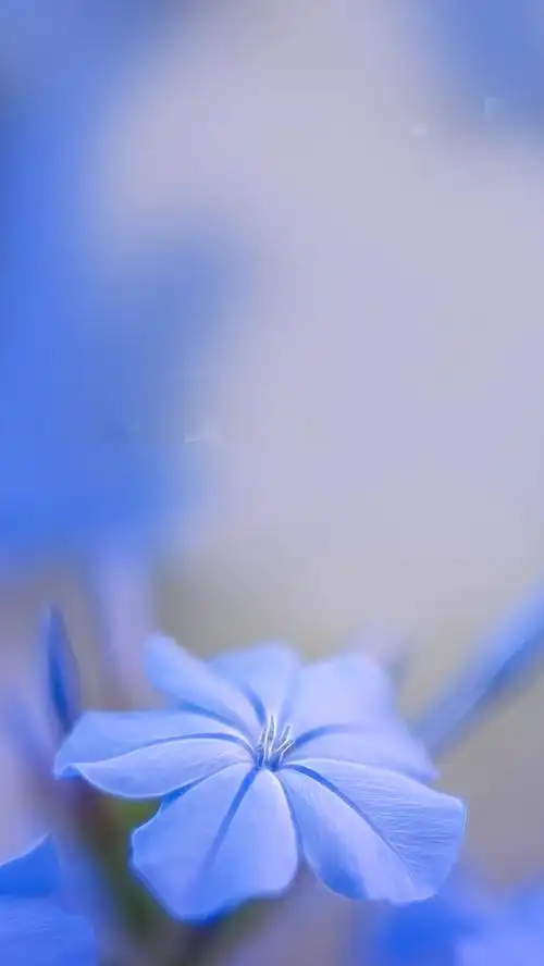 关键词 : 唯美背景,渐变背景,紫色背景,蓝色背景,花,花朵,花束,h5背景