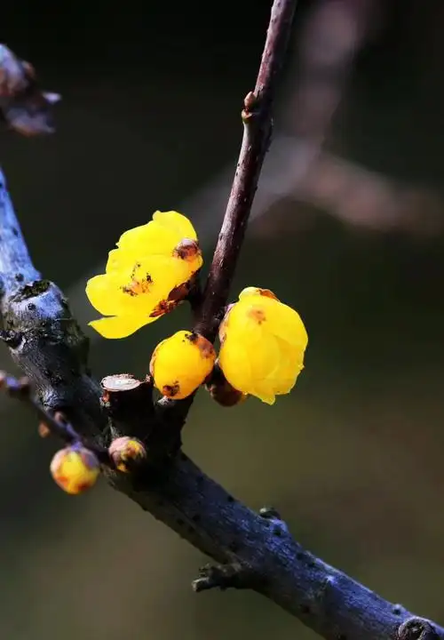 蜡梅花开黯香来