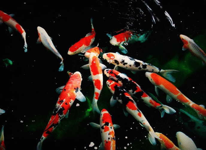 700_509gif 动态图 动图