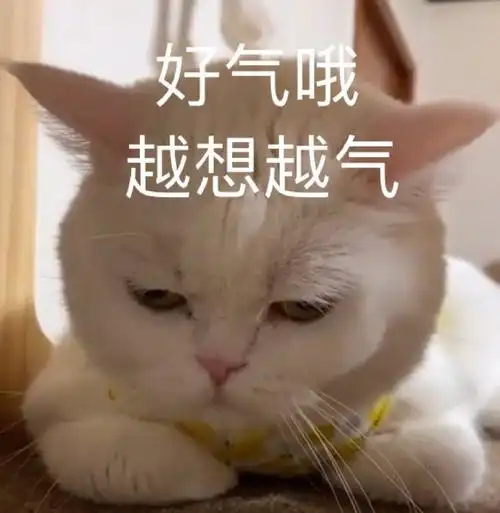 萌宠喵星人好气哦越想越气呆萌憨憨gif动图_动态图_表情包下载_soogif