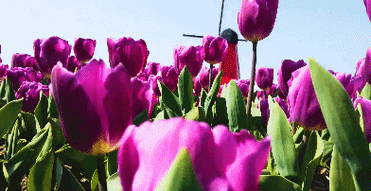 惊艳嘉定这片网红郁金香花海来了