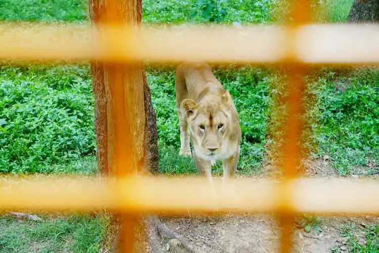 狮子在看笼子里的我们,并期盼着美味佳肴的抛下.