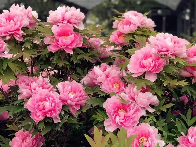 洛阳牡丹纪||牡丹节赏花指南