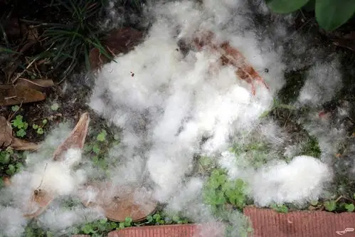 江北文化公园木棉树静静的飘絮随风轻舞飞扬,仍很壮观