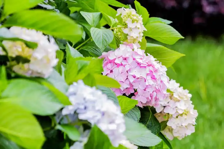 绣球花绽放的六月【首发】