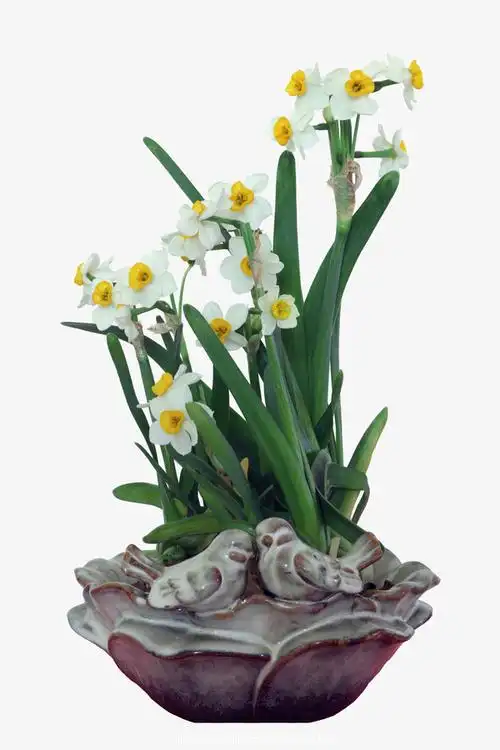 花痴说花(3)您见过五彩的水仙花吗?