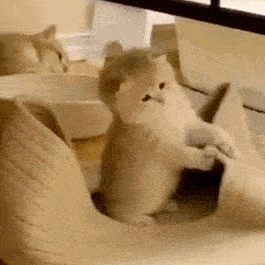 【沙雕表情包】沙雕猫猫表情包_猫咪