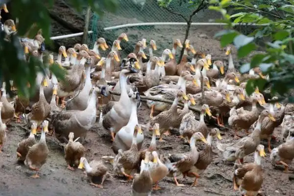 鸭子公母怎么分别附养殖方法