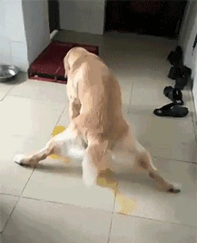 新的一天,劈叉功夫你学废了吗[二哈]