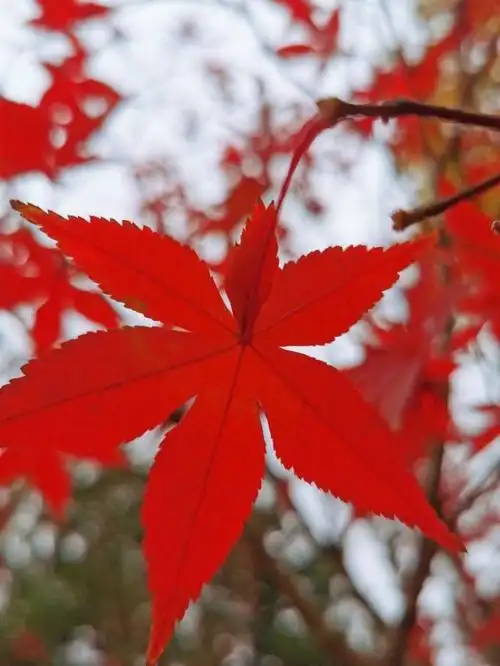 冬天枫叶的美红了一片,真的很美很美
