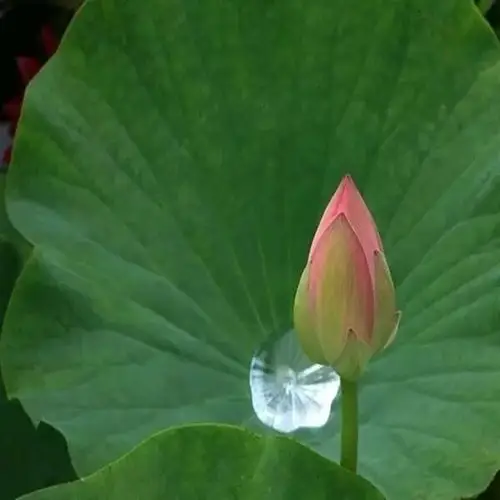 静,是一种生活态度,不争,不躁,不妄动,身可以劳累,心要淡定,宁静.