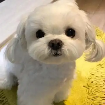 2021最新微信狗狗可爱头像