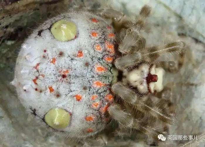 澳洲妈妈发现树上多了几个"豆荚",一问才知是3千多个蜘蛛卵?