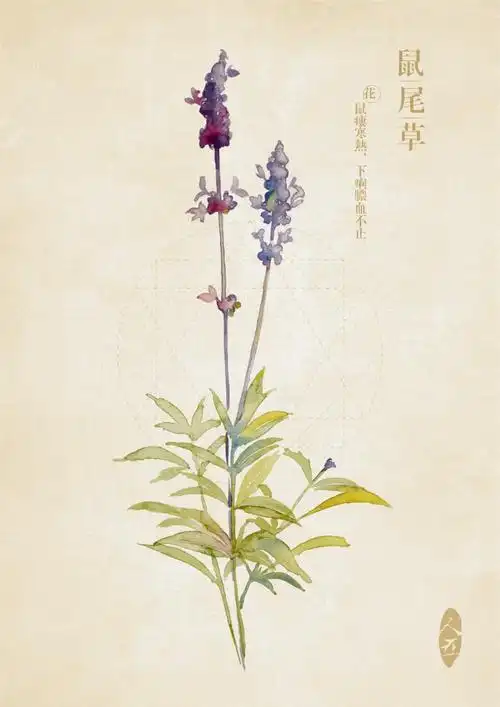 鼠尾草 实用部分-花:鼠瘘寒热,下痢脓血不止.