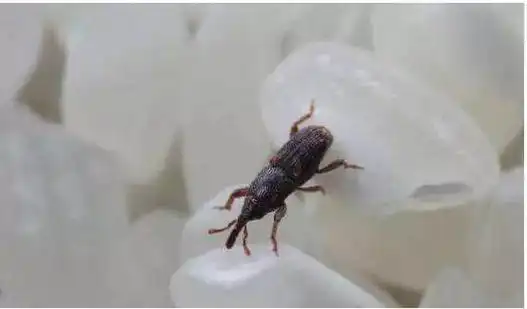 大米面粉生虫怎样能避免小鲁来支招