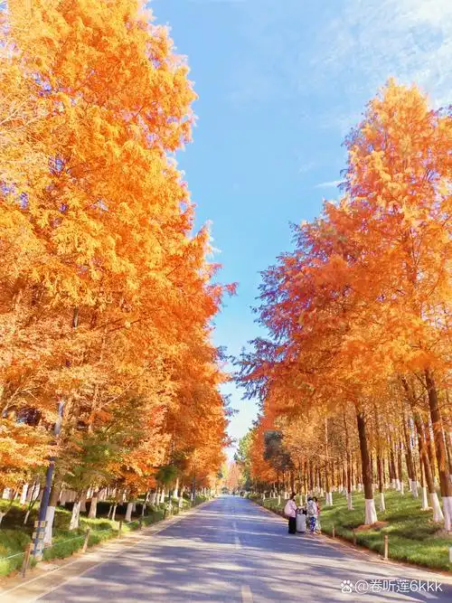 杭州·湘湖·水杉林 #百度秋冬打卡挑战赛# #我是本地分享家