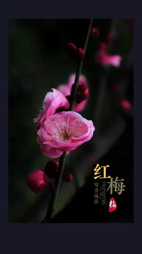红梅花开·暗香疏影·如诗如画
