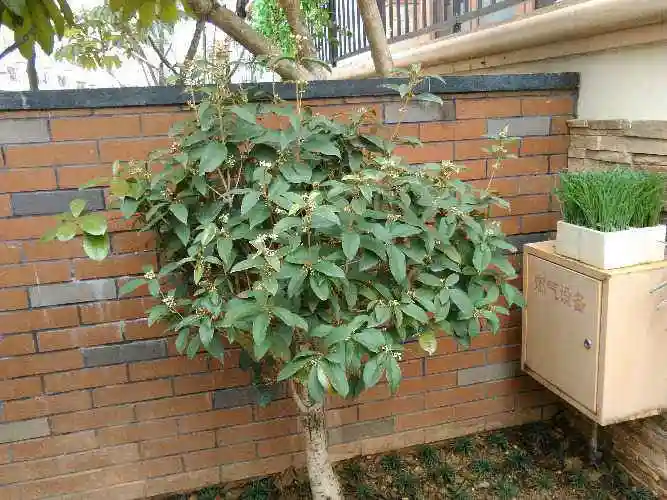 海棠树放哪风水最佳