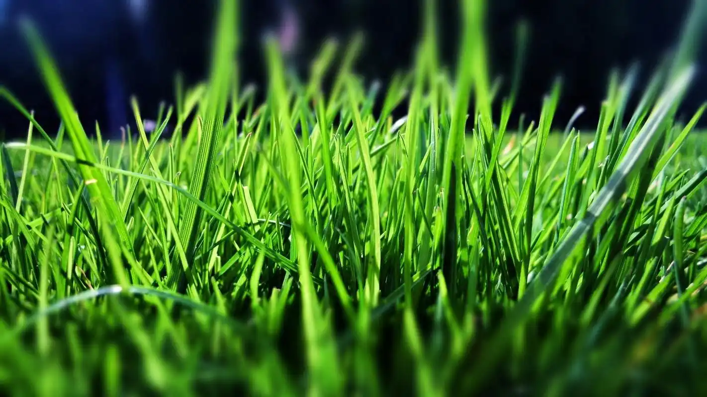 绿色小清新风景桌面壁纸