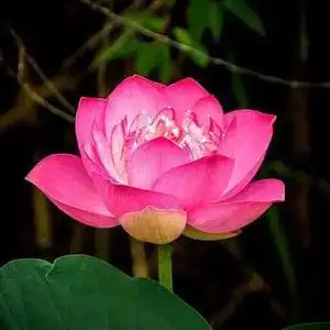 梅花香自苦寒来xu头像