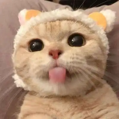 高清可爱的萌宠小猫头像图片